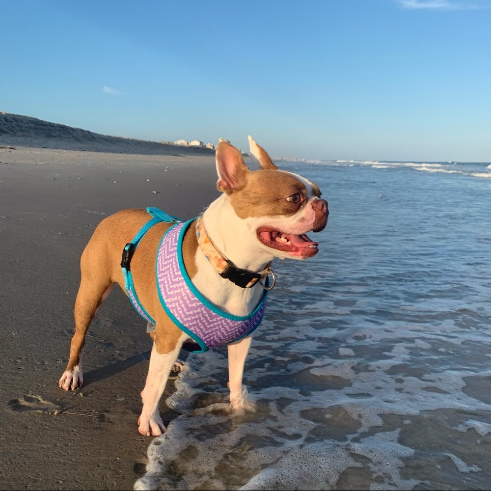 Meet your Posher, Anna